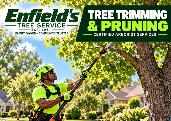 enfields-arborist-trimming-mature-tree